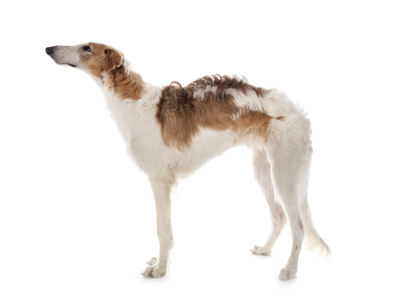 Dog Borzoi An adult Borzoi with a lovely healthy coat