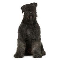 thumb bouvier des flandres