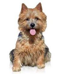 thumb norwich terrier 0 636246647776972832