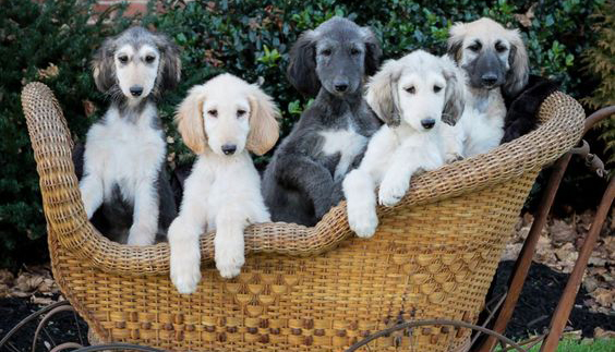 afghanischer windhund welpe