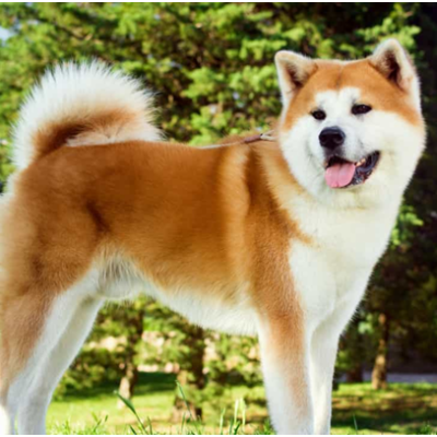 Akita
