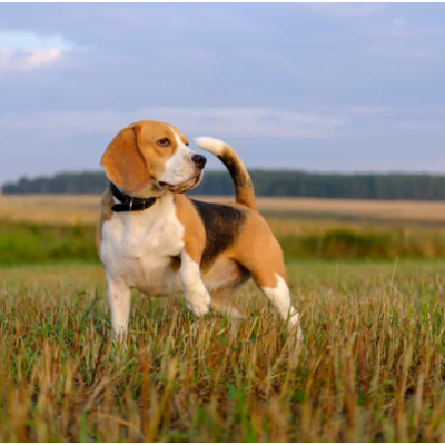 Beagle