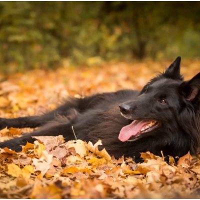 Belgischer Schaferhund 
